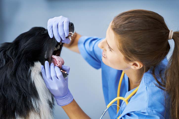 A vet examining a dog in clinic