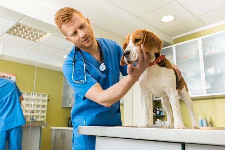 veterinary examing beagle dog at clinic